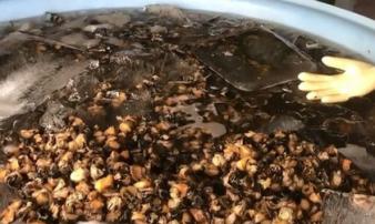 Chủ cơ sở khai lý do dùng hóa chất để ngâm 1,3 tấn thịt ốc trước khi bán cho tiệm ăn, chợ, siêu thị Chủ cơ sở khai lý do dùng hóa chất để ngâm 1,3 tấn thịt ốc trước khi bán cho tiệm ăn, chợ, siêu thị