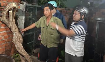 Thông tin mới nhất vụ giàn hoa giấy khổng lồ 20 năm tuổi 'đẹp nhất Vũng Tàu' bị kẻ gian chặt gốc Thông tin mới nhất vụ giàn hoa giấy khổng lồ 20 năm tuổi 'đẹp nhất Vũng Tàu' bị kẻ gian chặt gốc