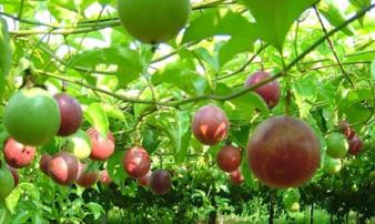 Loại quả giá cực rẻ tại Việt Nam nhưng chất lượng đứng đầu thế giới Loại quả giá cực rẻ tại Việt Nam nhưng chất lượng đứng đầu thế giới