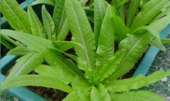 Loại rau giàu canxi gấp 36 lần canh xương: Ăn chín hay sống đều tốt, nhiều người không biết mà tận dụng Loại rau giàu canxi gấp 36 lần canh xương: Ăn chín hay sống đều tốt, nhiều người không biết mà tận dụng
