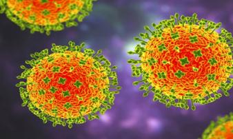 WHO cảnh báo một đại dịch toàn cầu có thể xuất hiện do virus Nipah WHO cảnh báo một đại dịch toàn cầu có thể xuất hiện do virus Nipah