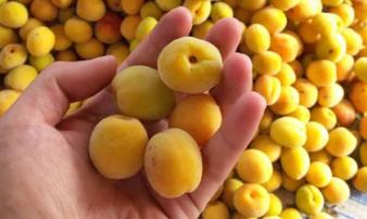 3 loại quả vị chua chát lại là “thuốc” chống ung thư, hạ đường huyết tự nhiên: Ở Việt Nam mọc hoang rất nhiều 3 loại quả vị chua chát lại là “thuốc” chống ung thư, hạ đường huyết tự nhiên: Ở Việt Nam mọc hoang rất nhiều