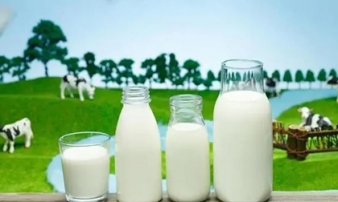 Sữa dê nguyên chất và sữa bò khác nhau thế nào? Người già nên uống sữa dê hay sữa bò? 