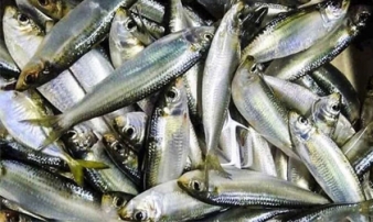 Ở chợ Việt bán đầy một loại cá giá rẻ bằng 1/3 cá hồi mà chứa nhiều đạm, omega-3 và canxi không kém