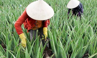 Việt Nam có 1 nghề lạ: Trồng loại cây dại lạ mà quen, vốn ít lời nhiều, 6 tháng là ‘hốt bạc’, thu hàng trăm triệu mỗi năm