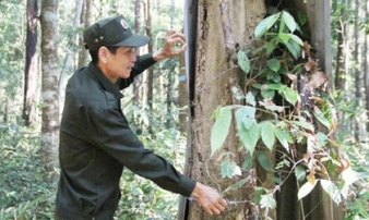 Khu rừng sở hữu loại gỗ quý hiếm bậc nhất Việt Nam, phải xây bức tường gần 30 tỷ đồng để bảo vệ suốt ngày đêm