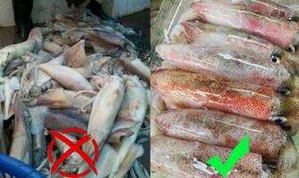 4 món hải sản 'ngậm' nhiều hóa chất độc nhất chợ, phải đặc biệt chú ý kẻo rước bệnh vào người 4 món hải sản 'ngậm' nhiều hóa chất độc nhất chợ, phải đặc biệt chú ý kẻo rước bệnh vào người