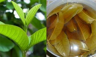 Uống nước lá ổi mỗi ngày liệu có chữa khỏi bệnh tiểu đường? Bác sĩ bệnh viện Bạch Mai cảnh báo