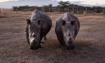 Loài vật quý hiếm bậc nhất hành tinh, chỉ 2 cá thể còn sống trên thế giới