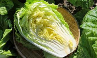 Loại rau được báo Mỹ đánh giá 'tốt nhất thế giới', hóa ra là rau quen thuộc bán rẻ đầy chợ Việt