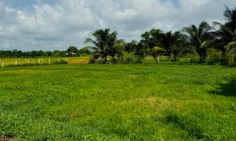 Các trường hợp miễn thuế sử dụng đất nông nghiệp từ ngày 1/1/2026 đến hết năm 2030 