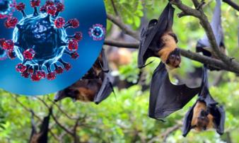 Bộ Y tế yêu cầu sẵn sàng ứng phó sự cố lây truyền bệnh của virus Nipah qua thực phẩm 