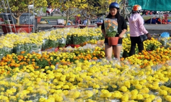 Thị trường hoa Tết Quý Mão 2023 dự báo tăng giá mạnh