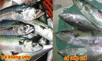 Cách phân biệt cá biển tươi và cá biển bị ướp urê