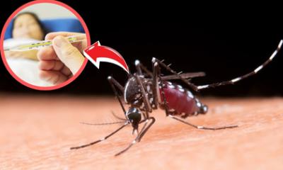 Một căn bệnh nguy hiểm tại Việt Nam đang vào mùa cao điểm: Vừa trò chuyện, vài phút sau đã tử vong