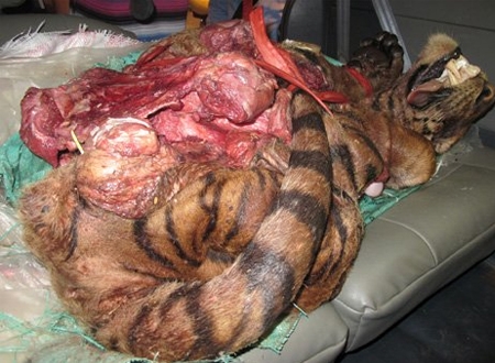 Xác con hổ bị giết trên xe