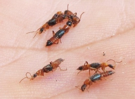 Nọc độc của loại kiến ba khoang này độc gấp 15 lần nọc rắn hổ