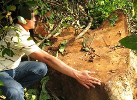  Một trong những cây sưa lớn tại Quảng Bình từng bị lâm tặc đốn hạ (Ảnh: Dân trí)