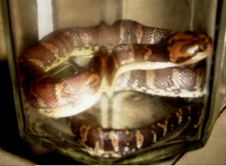 Con rắn cắn Sơn được người nhà bắt mang theo vào bệnh viện