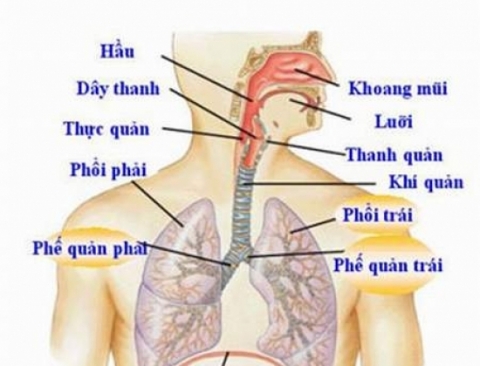 Vị trí hay bị nghẹn thức ăn.