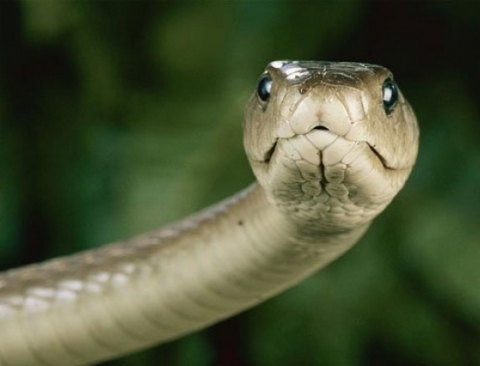 Chiết xuất từ nọc của loài rắn đen cực độc của châu Phi có tác dụng giảm đau mạnh như một số loại thuốc phiện, kể cả moóc phin. Ảnh: NatGeo