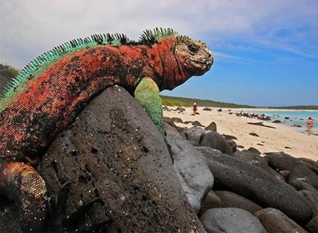 Quần đảo Galápagos, Ecuador - Ảnh: Blinkingidiot/Flickr