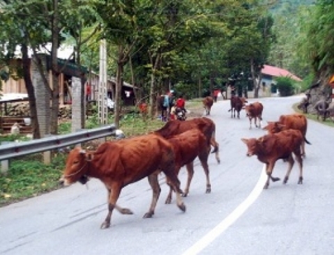 Sơ tán trâu, bò xuống vùng thấp tránh rét - Ảnh: Hồng Thảo