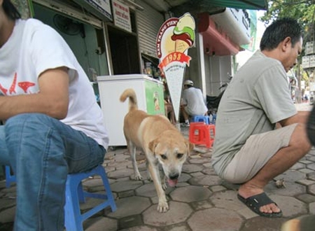 Chó, mèo thả rông là hình ảnh thường thấy ngay cả ở những đô thị lớn. Ảnh: Chí Cường