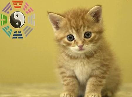 Xem tử vi năm Quý Tỵ 2013 của người tuổi Mão (Ảnh minh họa)