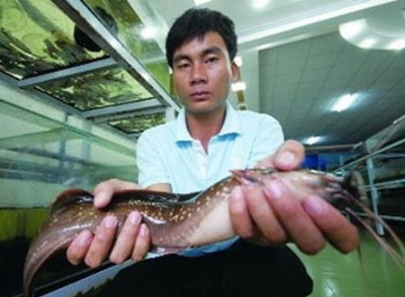 Clarias gracilentus là loài cá da trơn “biết đi” được phát hiện tại vùng suối nước ngọt tại đảo Phú Quốc.