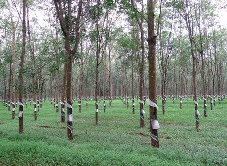 Nông trường cao su Phạm Văn Cội. (Ảnh minh họa)