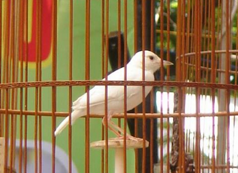Giới thiệu những loại chim cảnh dễ nuôi nhất có thể nuôi ở trong nhà
