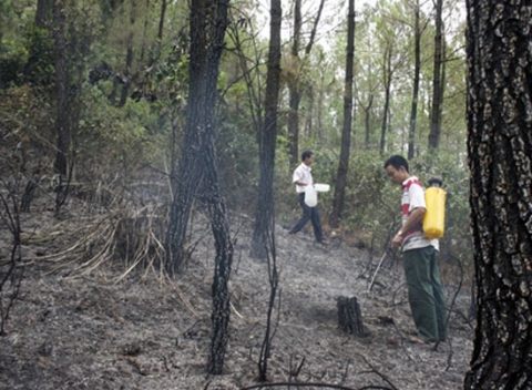 Các lực lượng nhanh chóng dập tắt đám cháy cứu được rừng thông cảnh quang 26 năm tuổi . (Ảnh: Gia Tân)