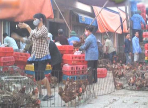 Cảnh bốc dỡ gà thải loại Trung Quốc tại chợ Hà Vĩ