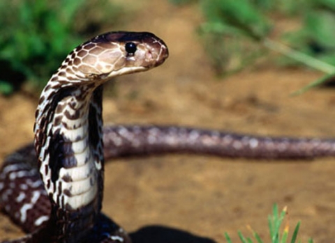 Khi bị rắn cắn, tác động của nọc rắn gây nên 2 nhóm triệu chứng chính là nhóm triệu chứng tại chỗ và và nhóm triệu chứng toàn thân.