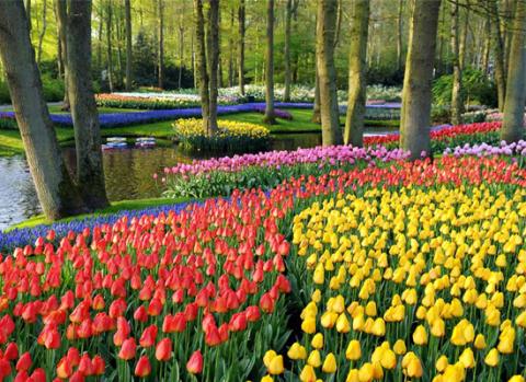 Vẻ đẹp của vườn hoa tulip lôi cuốn tất cả khách du lịch