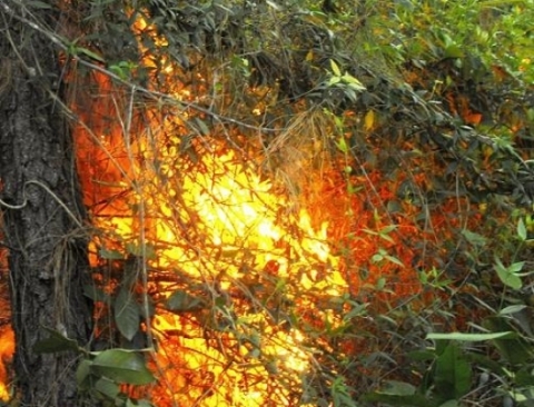 Hình ảnh ngọn lửa bốc cháy ngùn ngụt ở rừng Khe Trôi