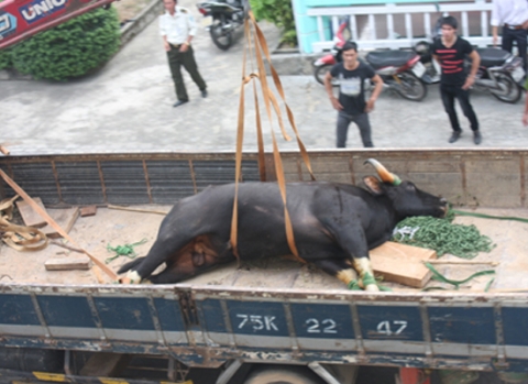 Con bò tót đực “đại náo” sân bay Phú Bài sau khi bị khống chế.