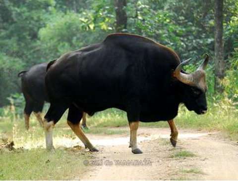 Bò tót là loài động vật đang có nguy cơ tuyệt chủng ở Việt Nam