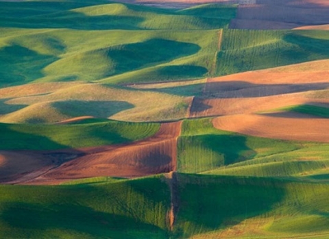 Đồng cỏ ở Palouse.