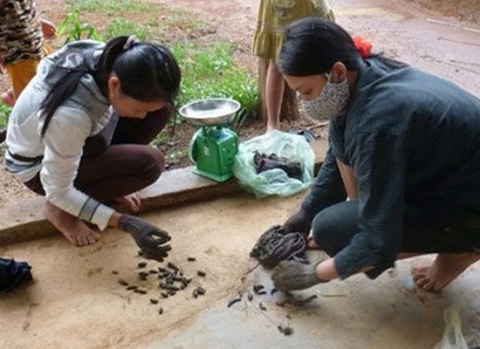 Cận cảnh thu mua đỉa