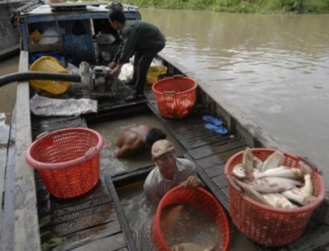 Nhiều bè cá không bán được là do tin đồn.