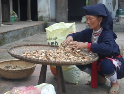 Bà Phùng Thị Kiều đang phơi thuốc trước sân nhà (Ảnh: Anh Minh)