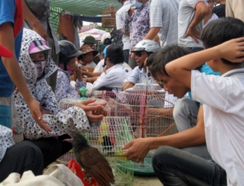 Sôi động chợ chim cảnh ở Yên Thành (Nghệ An).