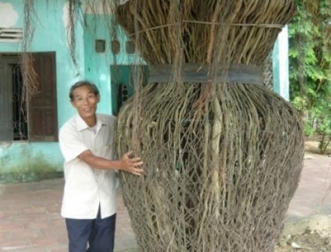 Ông Hội bên cây sanh hình bình hoa 