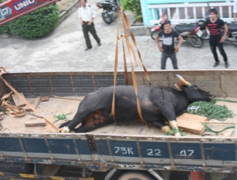 Bò tót “đại náo” sân bay Phú Bài bị khống chế