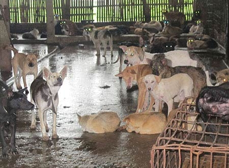 Hơn 1 tấn chó trong chuồng được ông Long Phỉ ở làng Sơn Đông (Thanh Hóa) thu mua để vận chuyển ra Hà Nội. (Ảnh: VĂN DUẨN)