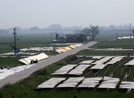Là một trong những nơi cung cấp sản lượng miến lớn của cả nước, nên đến các xã Minh Khai, Dương Liễu đâu cũng thấy phên phơi miến, đặc biệt những ngày thời tiết nắng