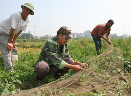 Chỉ cần vung lưới thấp, vài chục con chim sa bẫy