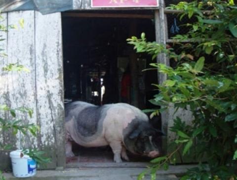 “Chú’ Mép “đứng tấn” trước cửa nhà, không cho khách lạ vào bên trong.